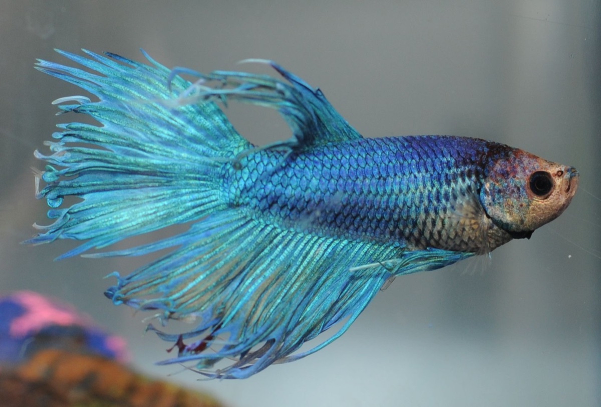 푸른 지느러미를 펼친 베타 수컷(Betta splendens)