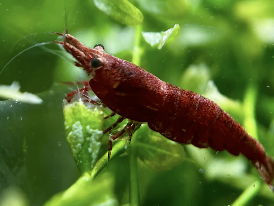 붉은 체리새우(Neocaridina davidi)를 가까이서 본 모습
