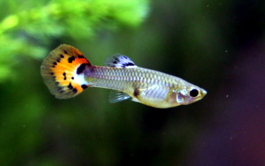 수초 사이를 헤엄치는 구피(Poecilia reticulata)