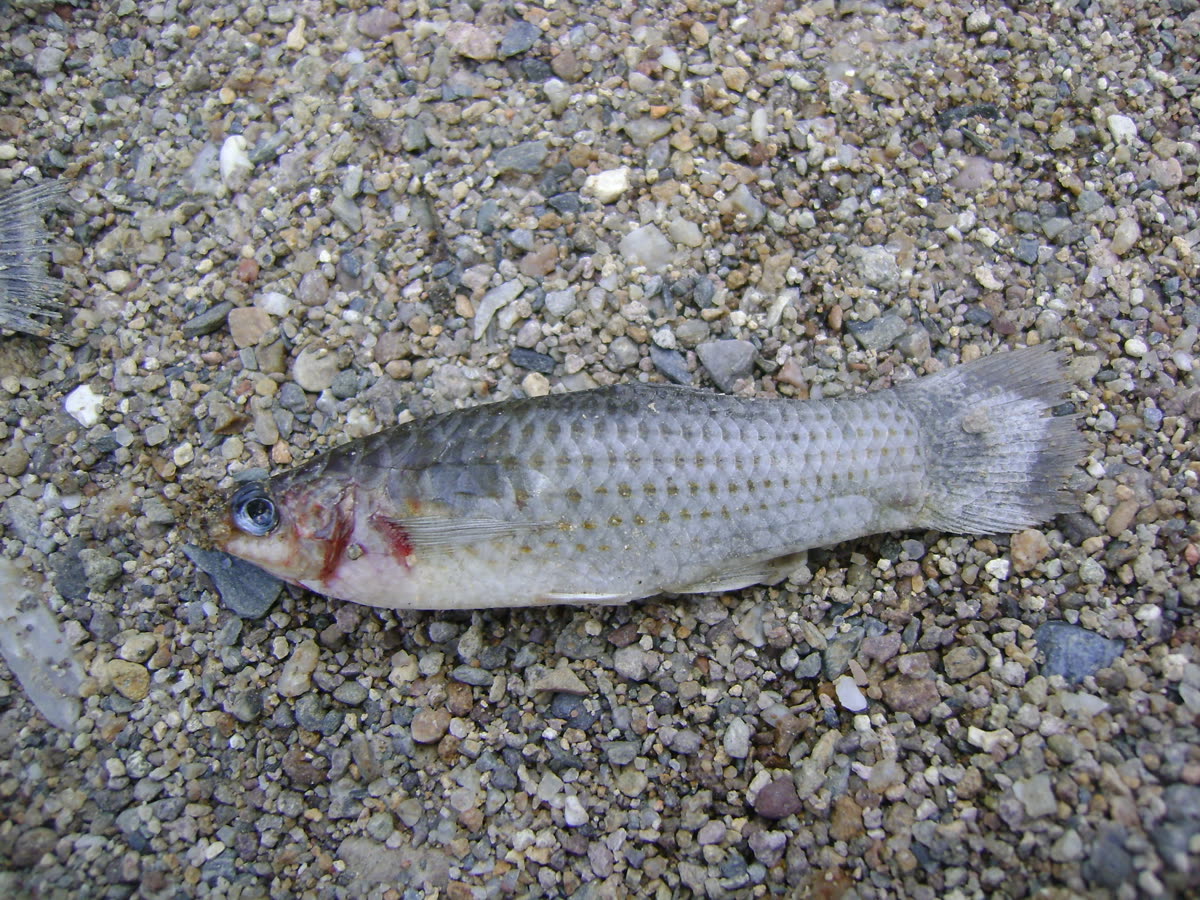 수조 안의 몰리(Poecilia sphenops)